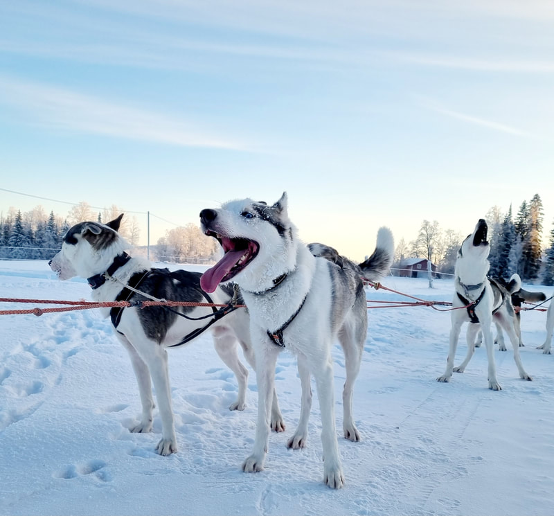 Helsinki sled ride with huskies